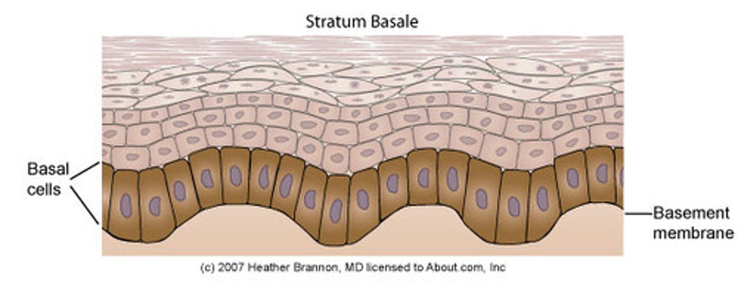 <p>Deepest epidermal layer</p>