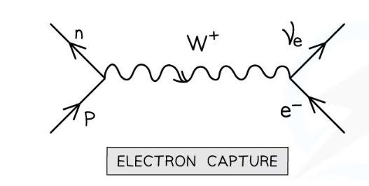 <p>When an atomic e- is absorbed by a proton, a neutron and electron neutrino are emitted.</p><p></p><p>The W+ boson is the exchange particle.</p>