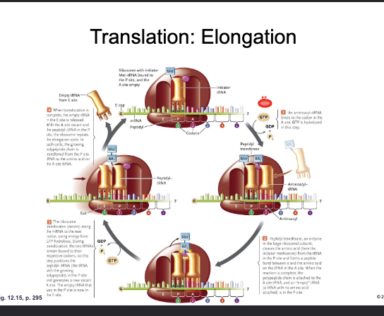<p>Translation: Elongation:</p><ol><li><p>ELONGATION FACTOR (EF-GTP) adds a CHARGED aminoacyl tRNA to the A-site with the hydrolysis of GTP</p></li></ol><ul><li><p>The ANTICODON of the incoming tRNA must be complementary of the CODON on the mRNA&nbsp;</p></li></ul><p></p>