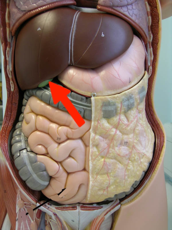 <p>Torso model: what is this?</p>