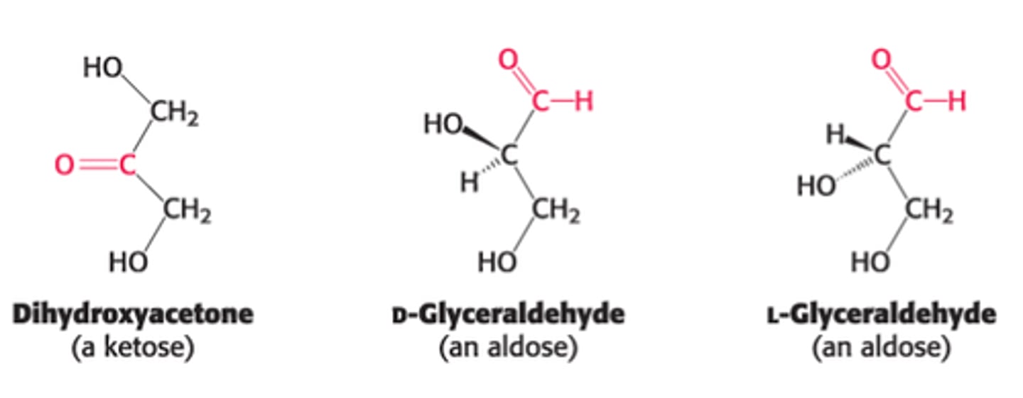 <p>simplest carbohydrates that are aldehydes or ketones & contain 2 or > hydroxyl groups.</p>