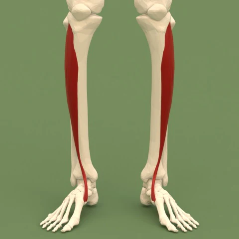 <p>O: Lateral Condyle TIbia I: Base of 1st Metatarsal, Medial Cuneiform A: Dorsiflexion, assists in inversion of the foot</p>