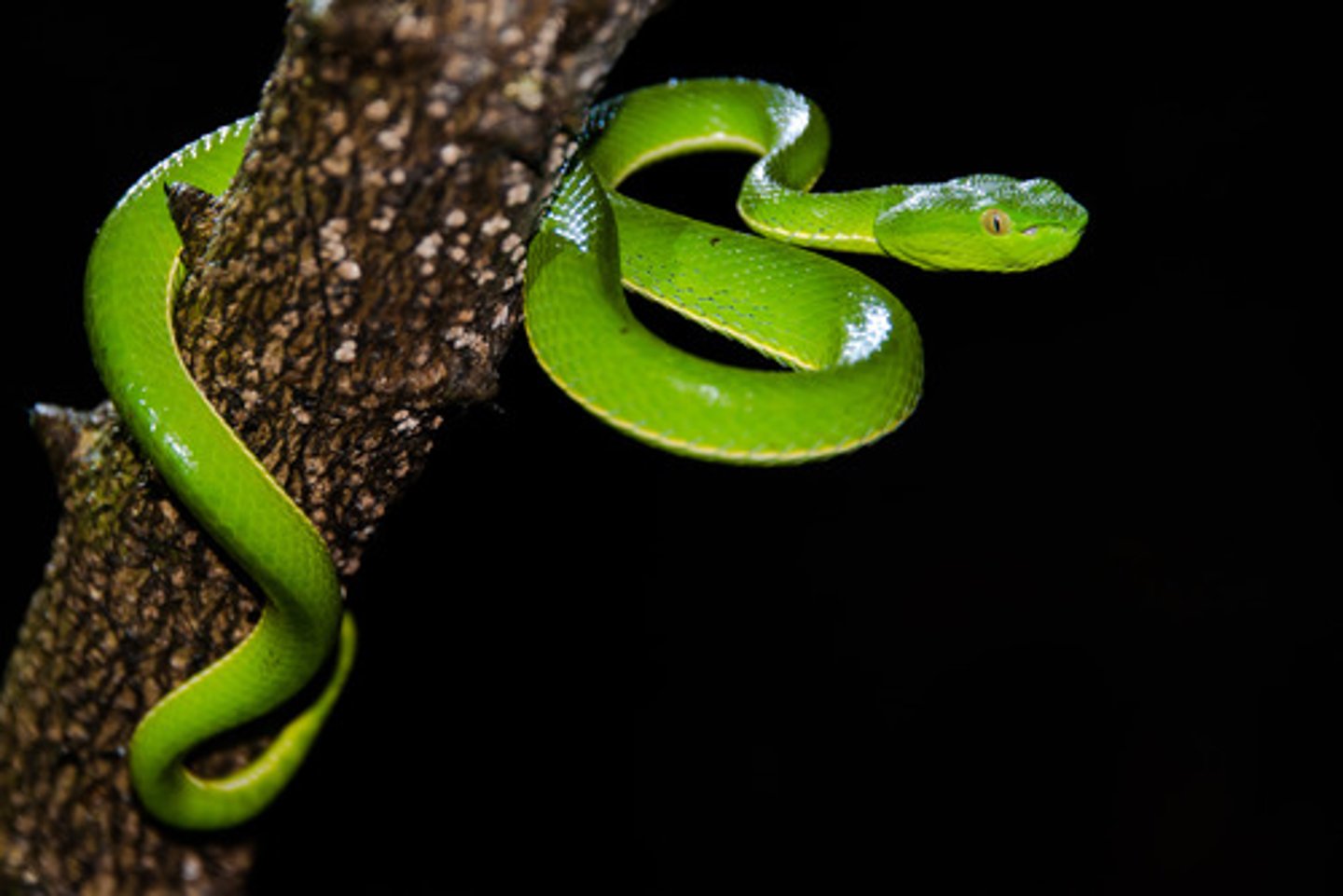 <p>snakes that use heat infrared sensors underneath their eyes to detect prey</p>
