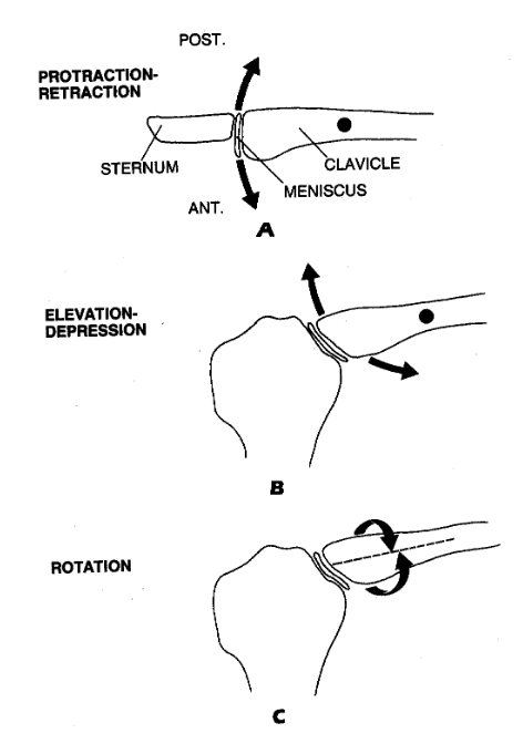 Movements of the sterno-clavicular joint.


3. \
