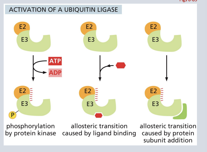 <p>• Signals in the cell can activate a ubiquitin ligase complex (E2 and E3 shown here). </p><p>• Once activated, the ubiquitin ligase will bind to and ubiquitinate specific amino acid target sequences </p><p>• Proteins containing the ubiquitinated target amino acid sequence are then sent to the proteasome for degradation</p>