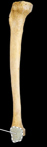 <p>Tibia, medial view, right side</p>