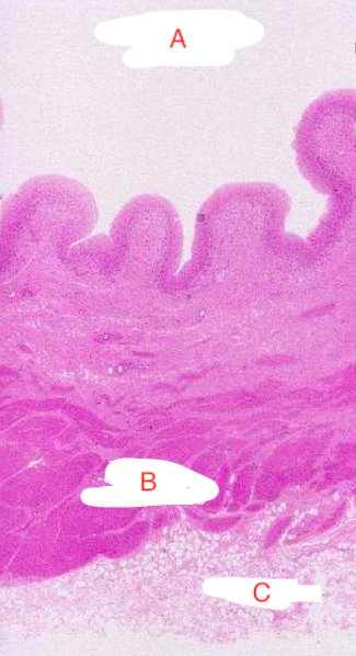 <p>Serosa </p>