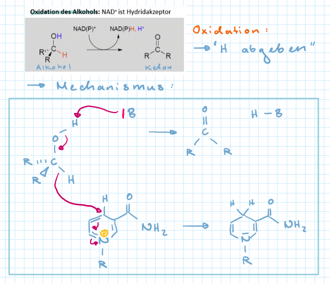 <ul><li><p>NAD+ und NADP+ </p></li><li><p>hydrid Akzeptoren </p></li></ul>