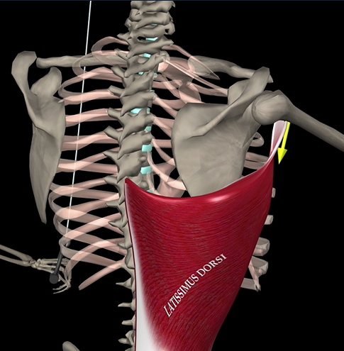 <p>Function: extends, adducts, and rotates arm</p><p>Origin: vertebrae, ribs, iliac crest</p><p>Insertion: intertubercular sulcus of humerus</p>