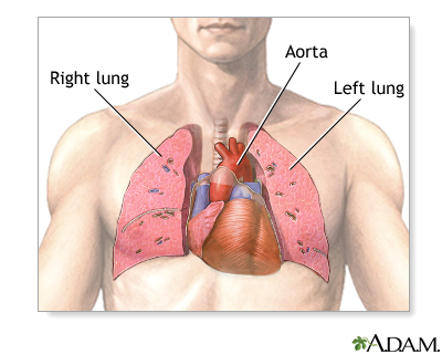 <p>Where is the heart located?</p>