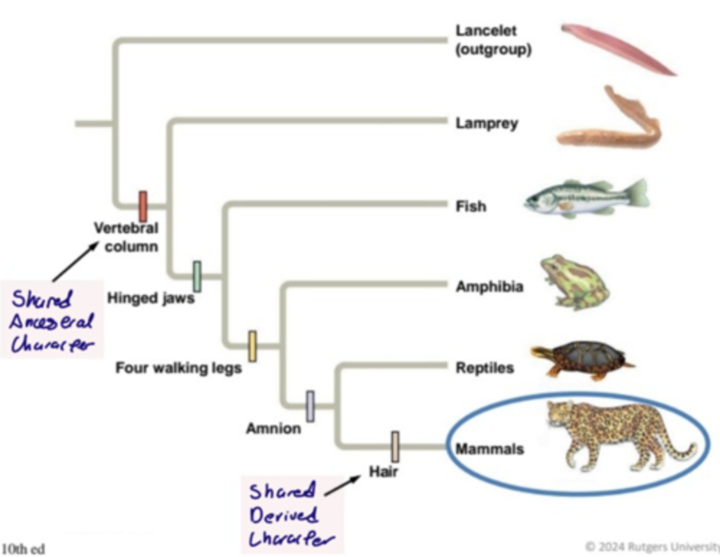 <p>Shared Ancestral Character = Vertebral Column</p><p>Shared Derived Character = Hair</p>