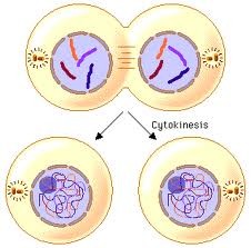 <p>The division of the cytoplasm into two individual cells</p>