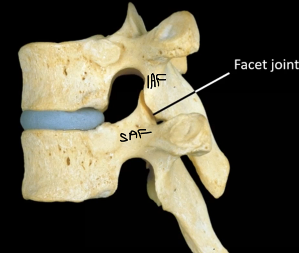 <p>How are synovial joints formed?</p><p></p>