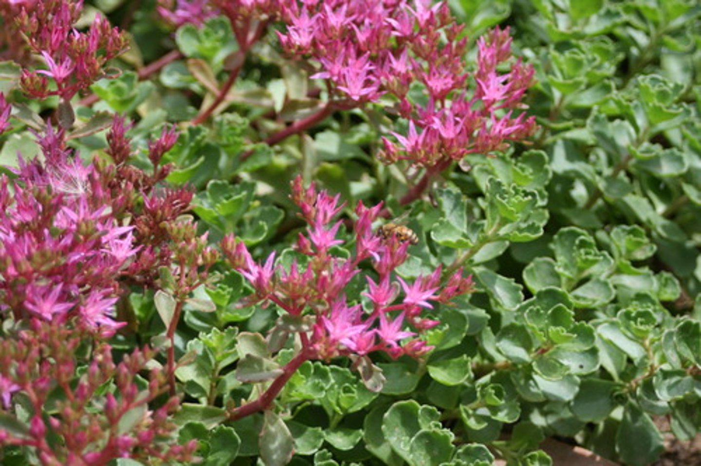 <p>two row stonecrop</p>