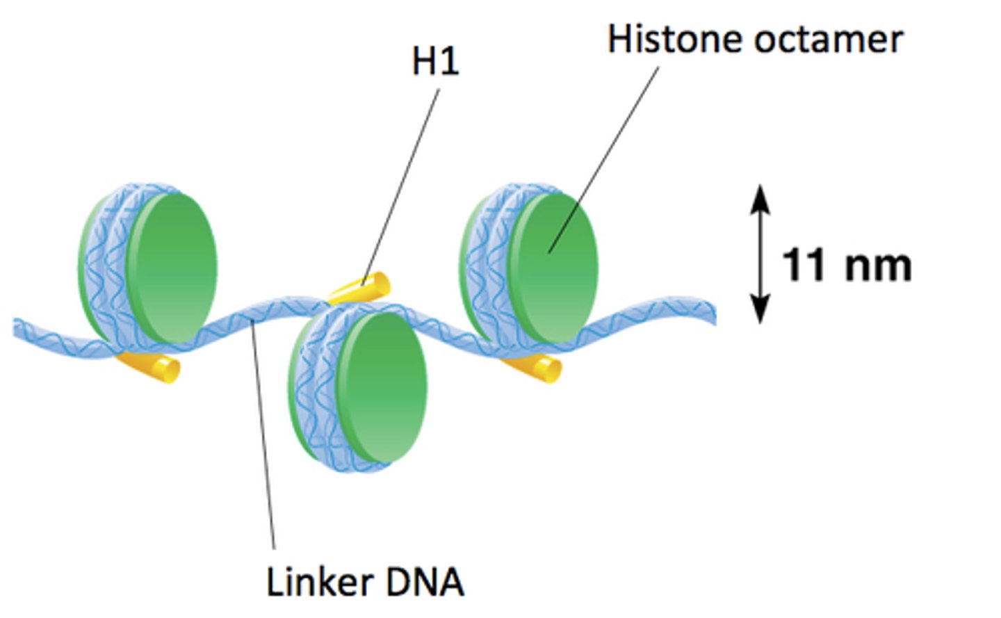 <p>What separates nucleosomes from each other?</p>