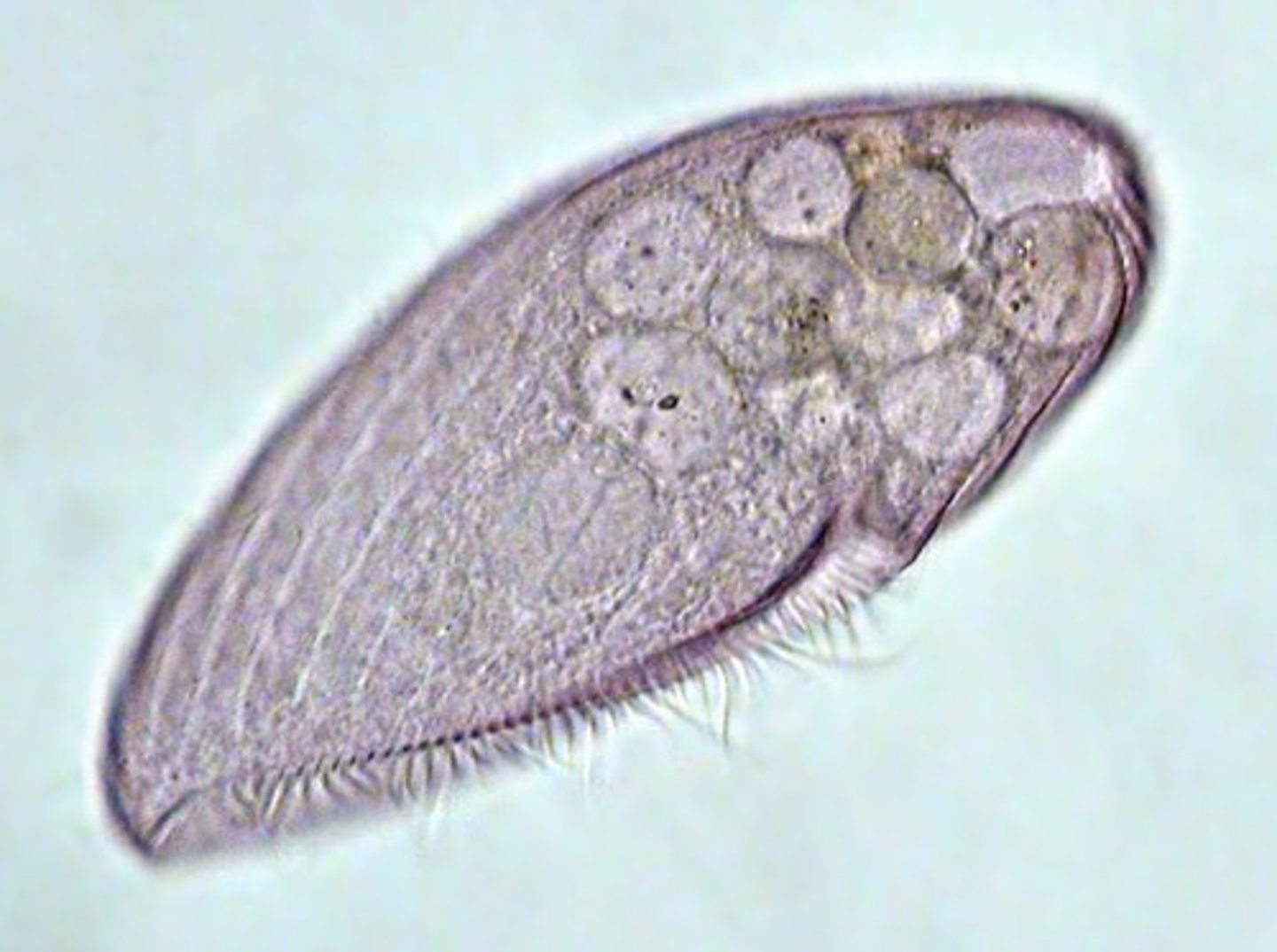 <p>cilia, not photosynthetic, eat bacteria or each other if no food source</p>