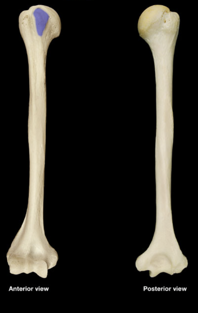 <p>(right humerus)</p>