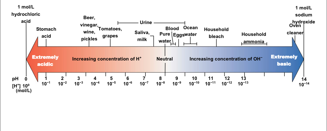 Has an inverse relationship with H+ concentration; more H+ ions means lower pH, fewer H+ ions means higher pH