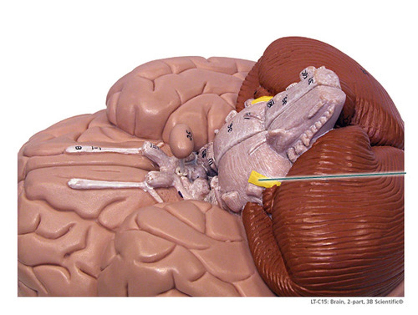 <p>Sensory and motor</p>