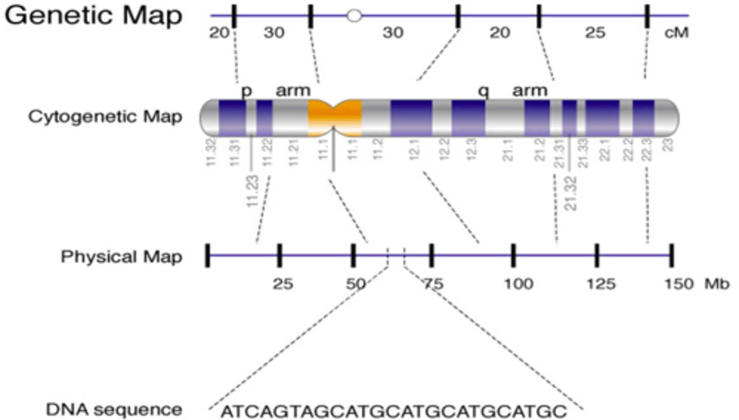 <p>Distinguishes DNA sequences that are at least 5K kilobases apart</p>