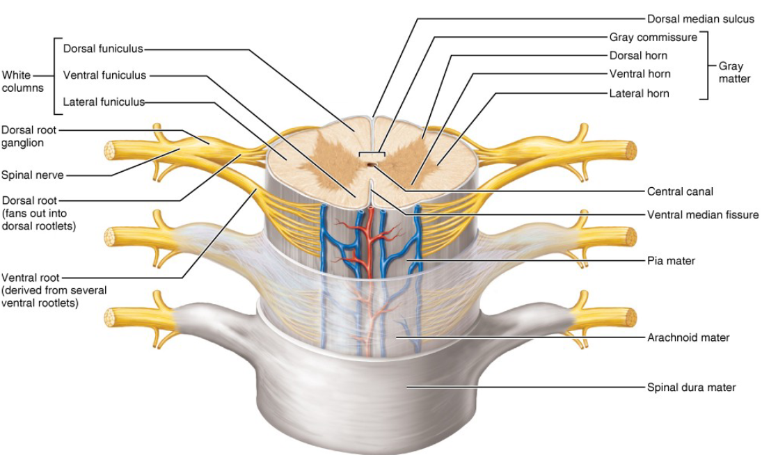 <p>Gray matter on the outside, white matter on the inside</p>