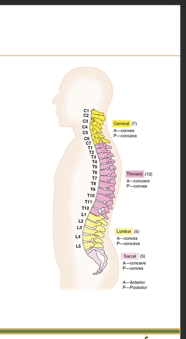 <p><span>•Concave anteriorly</span></p><p><span>•Kyphotic</span></p>