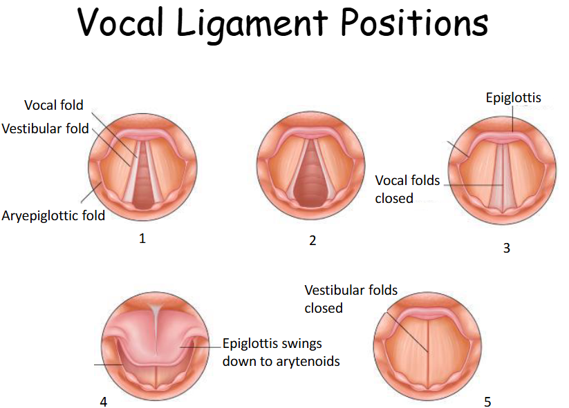 <p>Look at the vocal ligament positions and try and describe what they’re doing at each stage. </p>