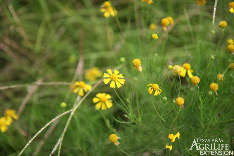 Bitter sneezeweed