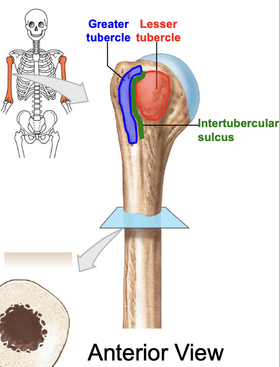 <p>Where is the lesser tubercle of the humerus</p>