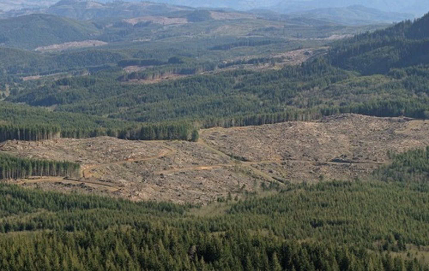 <p>Removing all trees in an area.</p>