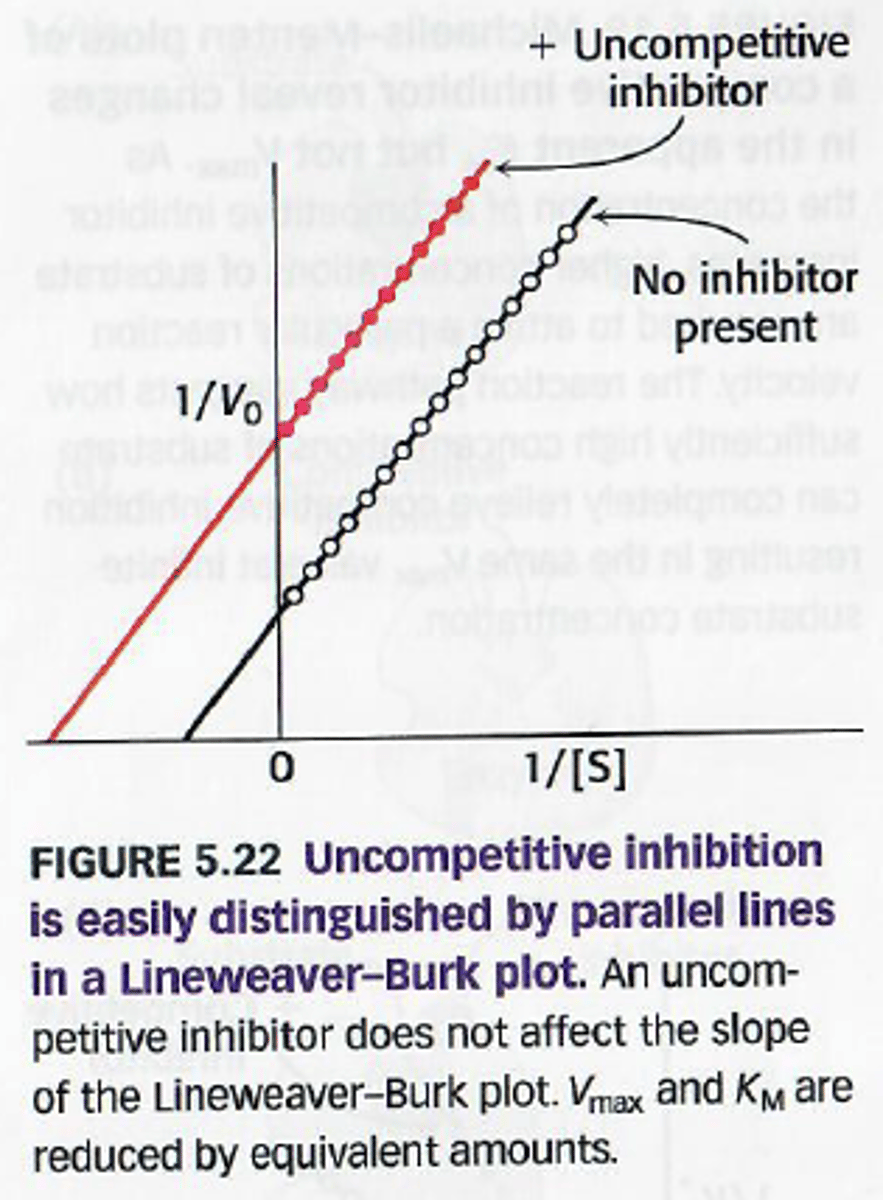 <p>De inhibitor bindt enkel aan het ES complex.</p>
