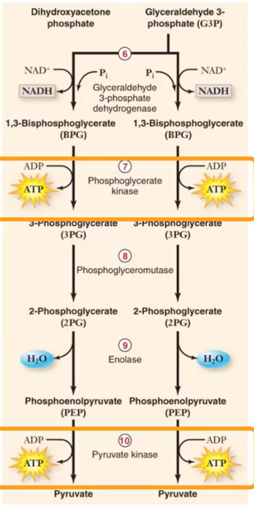 <p><span>2 ATP (net) + 2 NADH </span></p>