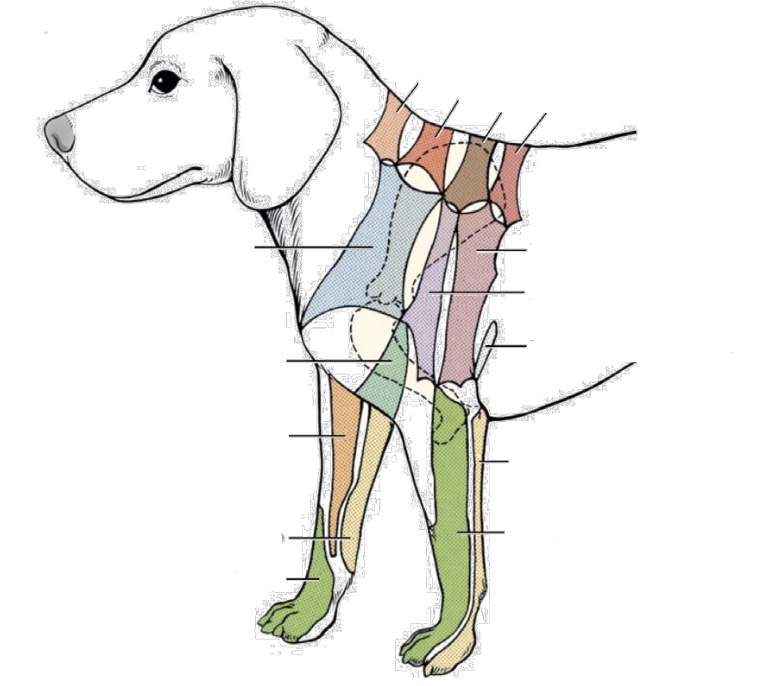 what nerve innervates salmon area (along dorsal spine)