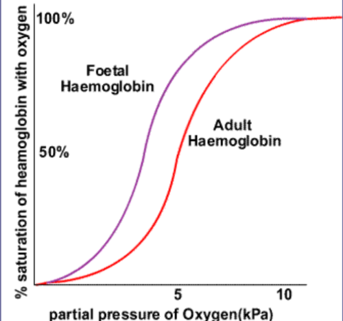foetal haemoglobin