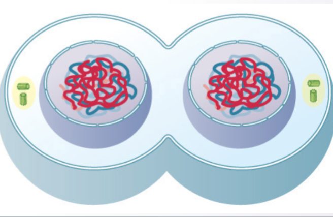 <p>what stage of meiosis is this?</p>