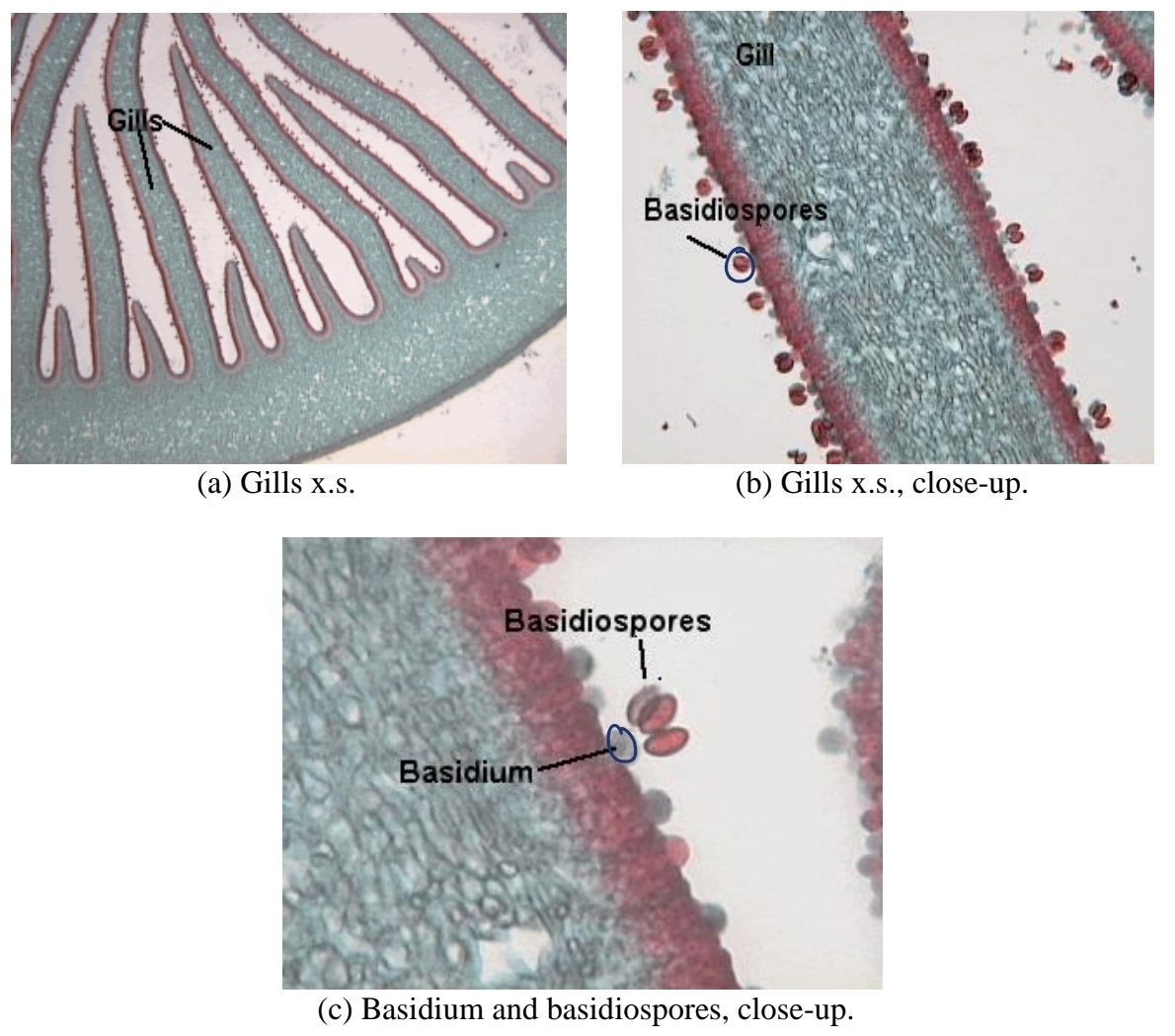 <p>gills (lamellae)</p>
