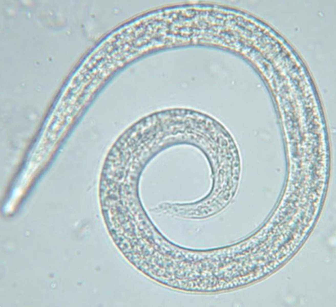 <p>Filaroides sp.</p><p>2 multiple choice options</p>