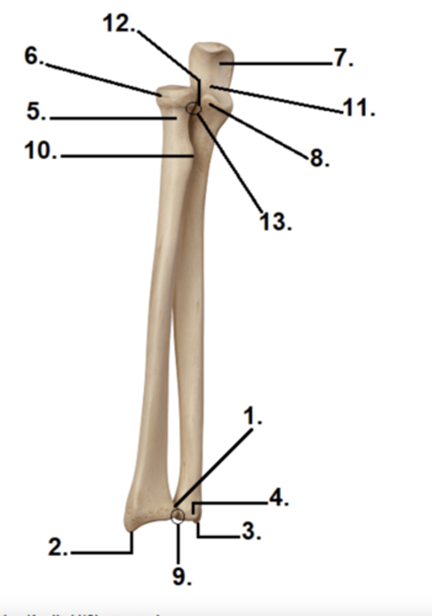 <p>8</p>