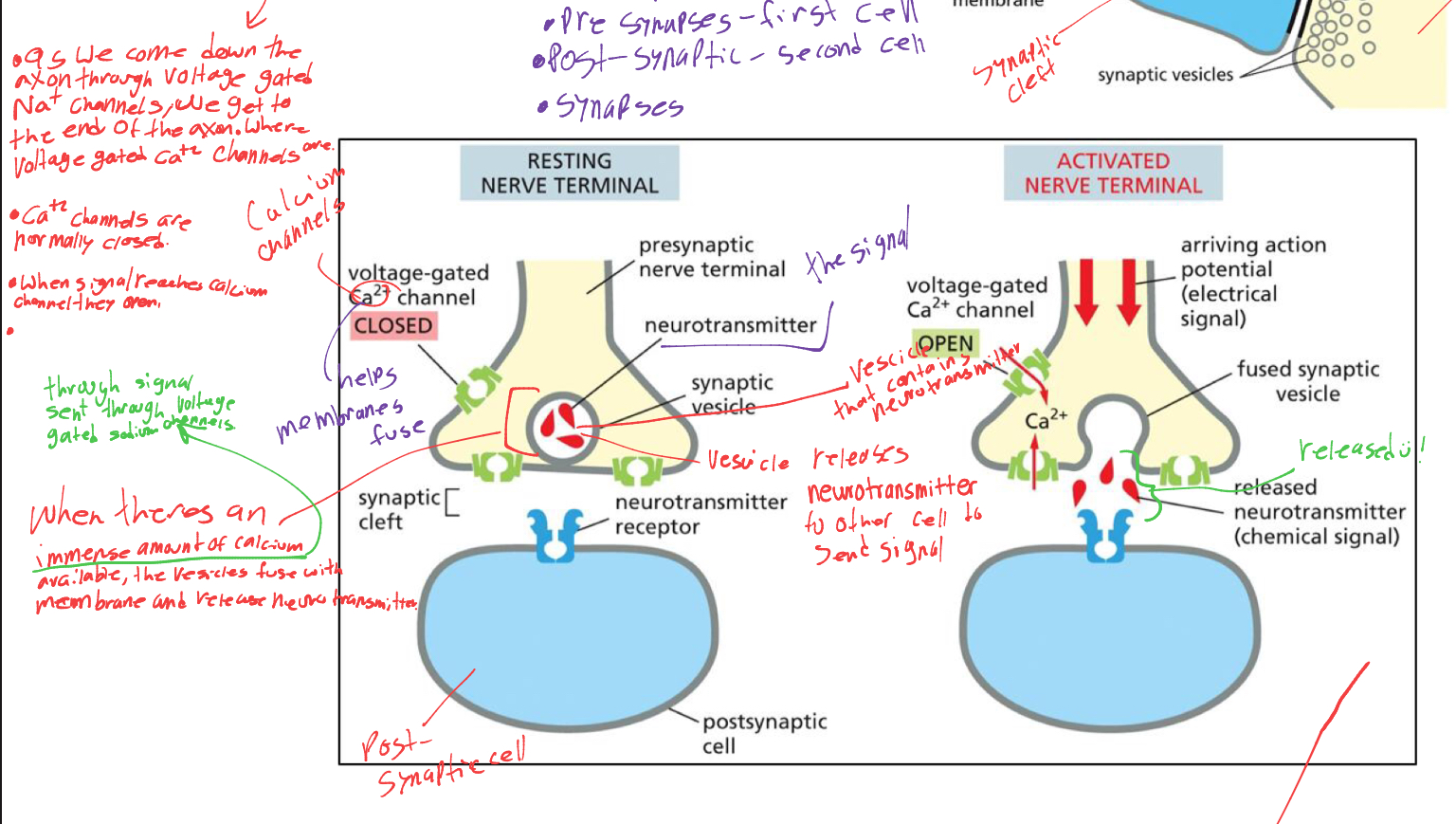 <p>when a signal reaches the calcium channels what happens </p>