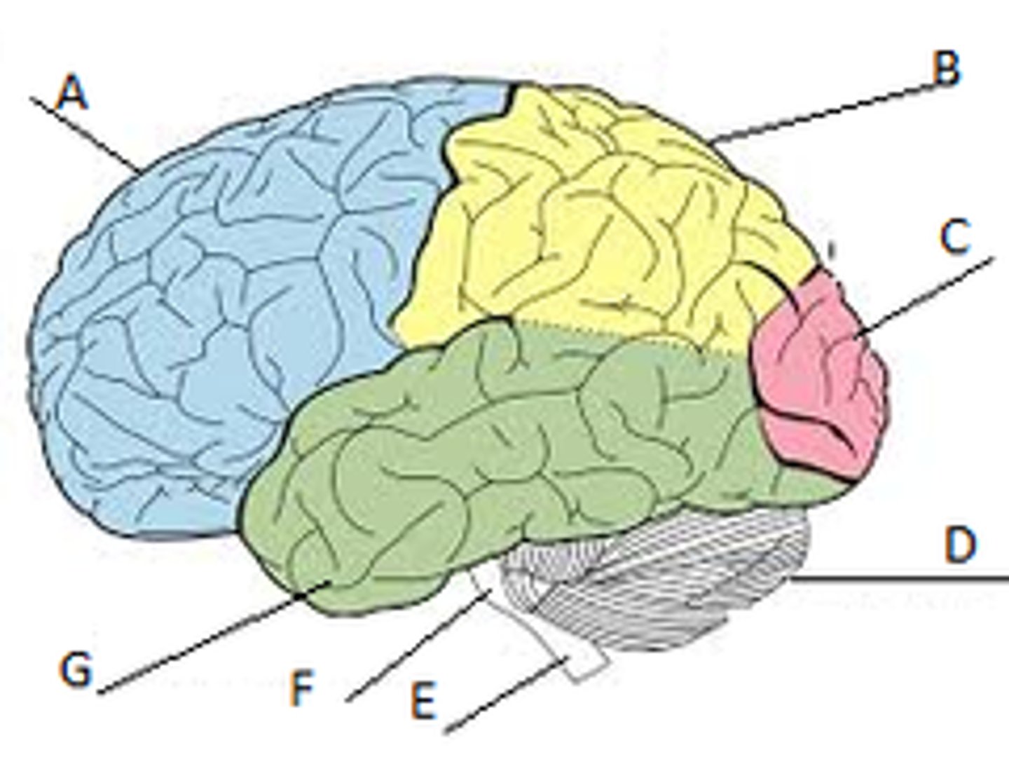 <p>Occipital lobe</p>