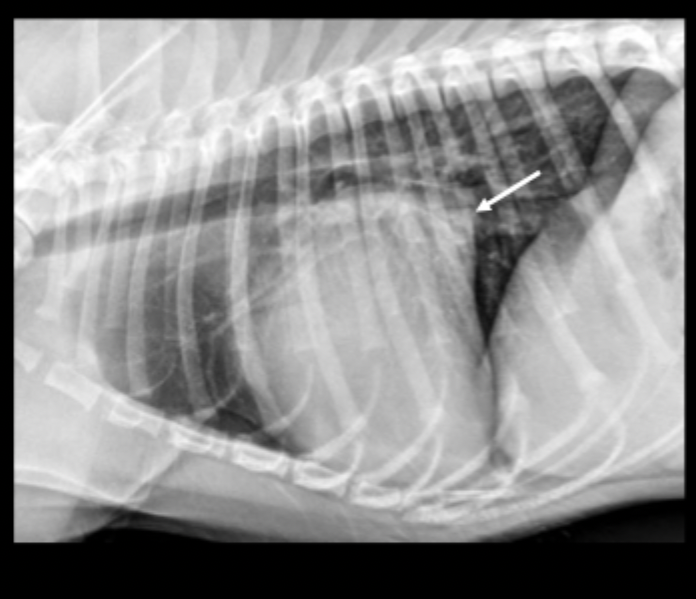 <p>What can be seen in this radiograph?</p>