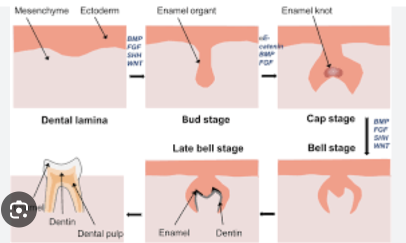<p>The tooth germ takes on a bell shape; morpho differentiation continues</p><ul><li><p>The <strong>inner enamel epithelium</strong> begins to determine the shape of the crown; <strong>enamel knots</strong> (non-dividing signaling centers) regulate cusp formation</p></li></ul><p></p>