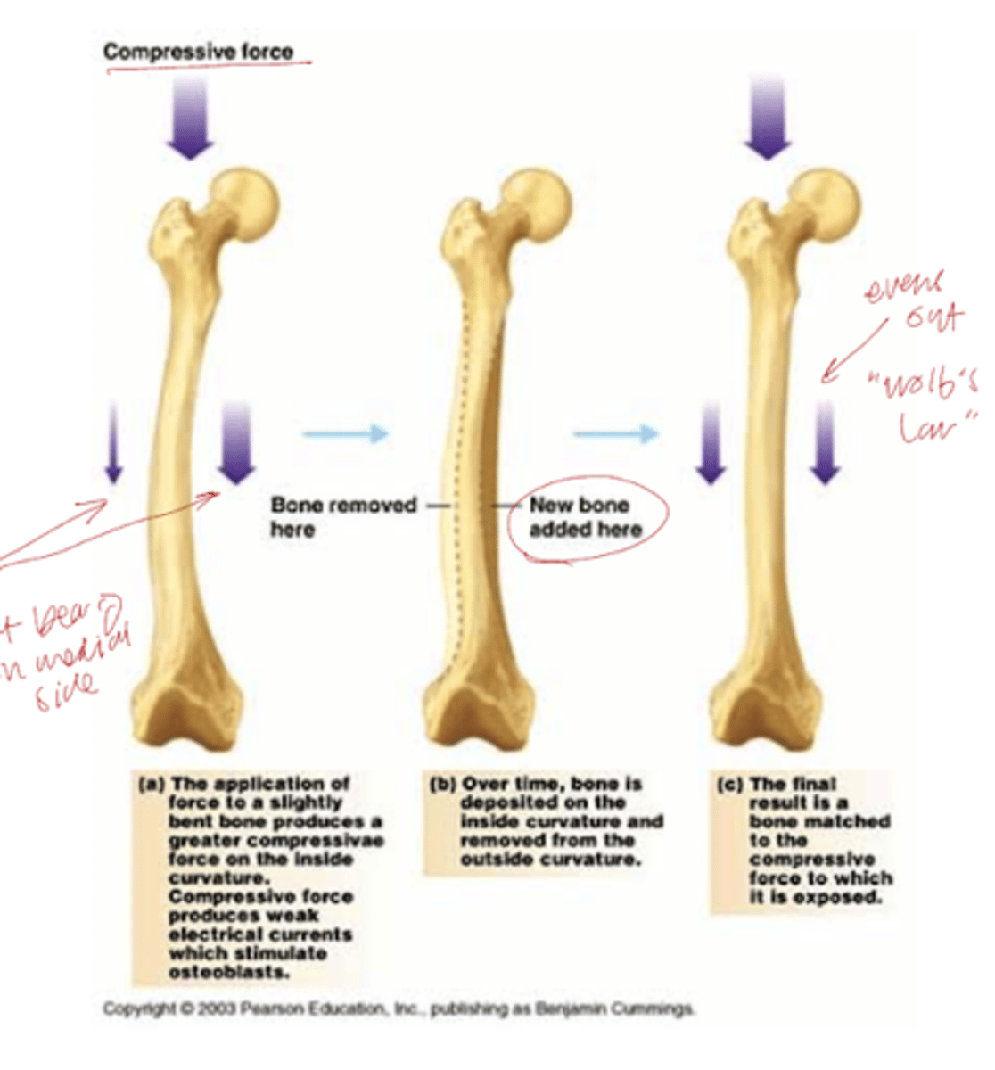 <p>Through bone remodeling (Wolf's Law) - bone can change shape and adjust depending on where there is more stress on the bone</p>