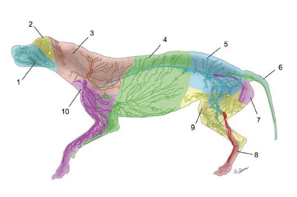 <p>consider FNA/biopsy with subtype, if LN is abnormal on PE, or grade 3 STS</p><p>(LN metastasis is uncommon, but depends on subtype)</p>