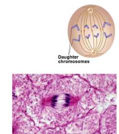 <ul><li><p>Sister chromatids are pulled apart</p></li><li><p>Each of the centromere splits apart and the sister chromatids are no longer joined</p></li><li><p>Separated sister chromatids are now known as daughter chromosomes</p></li><li><p>The spindle fibres are now shorter, causing the daughter chromosomes to be pulled towards opposite ends ( to the poles)</p></li></ul><p></p>