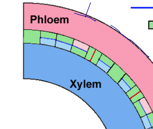 <p><span>periclinal; more X and P in plant body (parallel)</span></p>