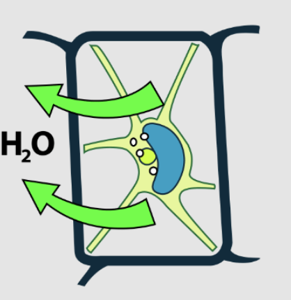 <p>contraction/shrinkage due to water loss (hypertonic)</p>