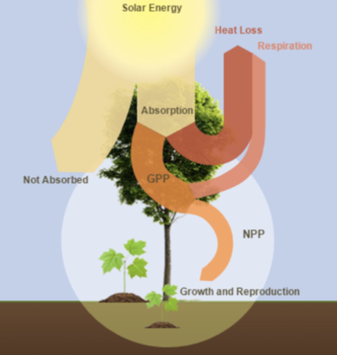 <p>1.) Absorption: Some solar energy is absorbed by the tree</p><p>--Heat Loss energy that isn't absorbed</p><p>2.) Gross Primary Primary Production (GPP): The energy retained from absorption after energy is reradiated</p><p>--Respiration is the energy lost after absorption.</p><p>3.) Net Primary Production (NPP): The difference between GPP and Respiration. </p>