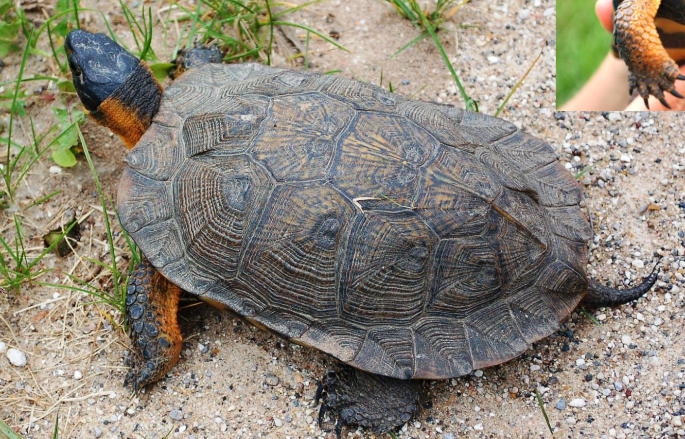 <p><span>what is this and what are its habitat and diet preferences</span></p>