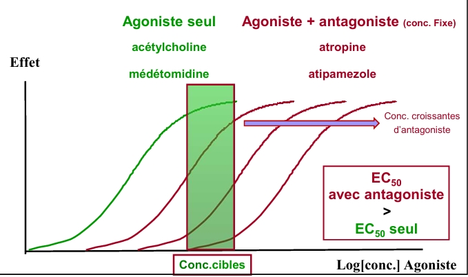 <p>compétitif: 2 molécules peuvent se lier au ligand, la liaison est réversible, ils peuvent se chasser l’un l’autre</p><p>Les affinités relatives et la concentration influencent énormément</p><p>Agoniste+antagoniste à concentration fixe: on décale la courbe de l’agoniste seul vers la droite! l’agoniste finit tjr par reprendre la main et on aura un effet mais à plus haute concentration d’agoniste que sur la courbe verte</p><p>EC50 indique la puissance, l’agoniste est donc moins puissant en présence de l’antagoniste</p><p>si on augmente la conc initiale d’antagoniste on aura les courbes rouges 2 et 3: on décalera de nouveau cette courbe vers la droite, on peut tjr atteindre Emax mais il faut augmentation la concentration en agoniste car il sera moins puissant!</p>